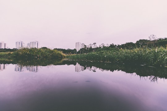reflective photography of green grass near body of water in Bishan-Ang Mo Kio Park Singapore