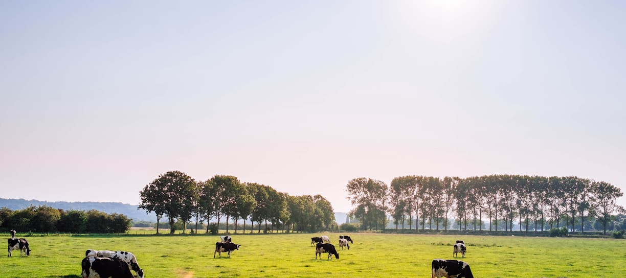 herd of dairy cattles on field