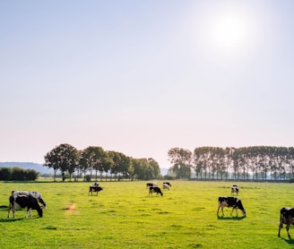 herd of dairy cattles on field