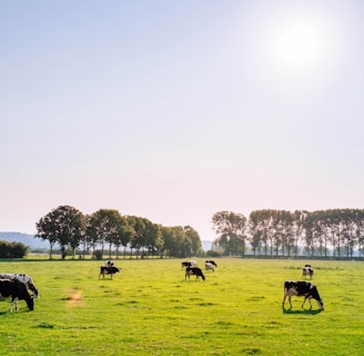 herd of dairy cattles on field