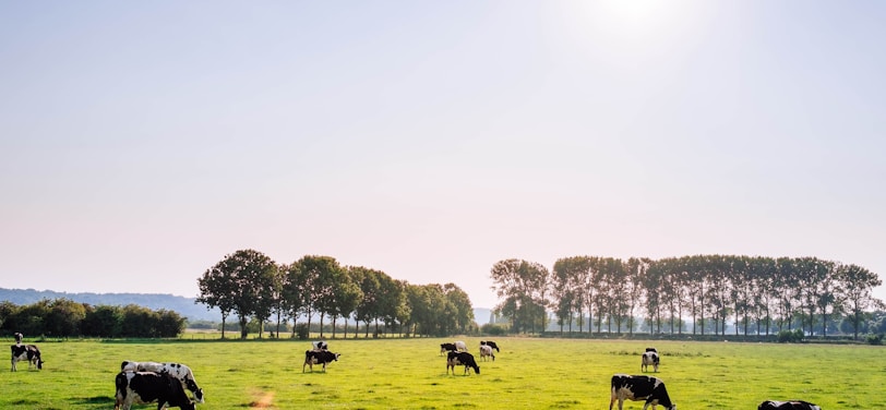 herd of dairy cattles on field