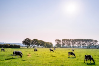 herd of dairy cattles on field