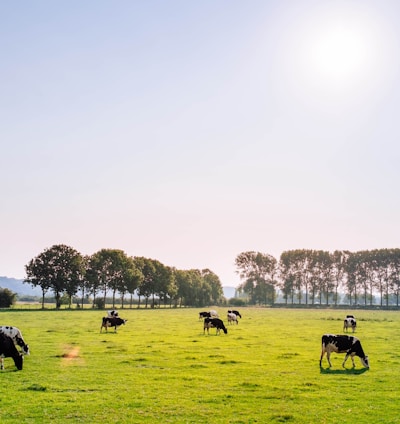 herd of dairy buffalo cattles on field