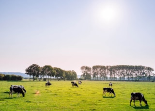 herd of dairy cattles on field