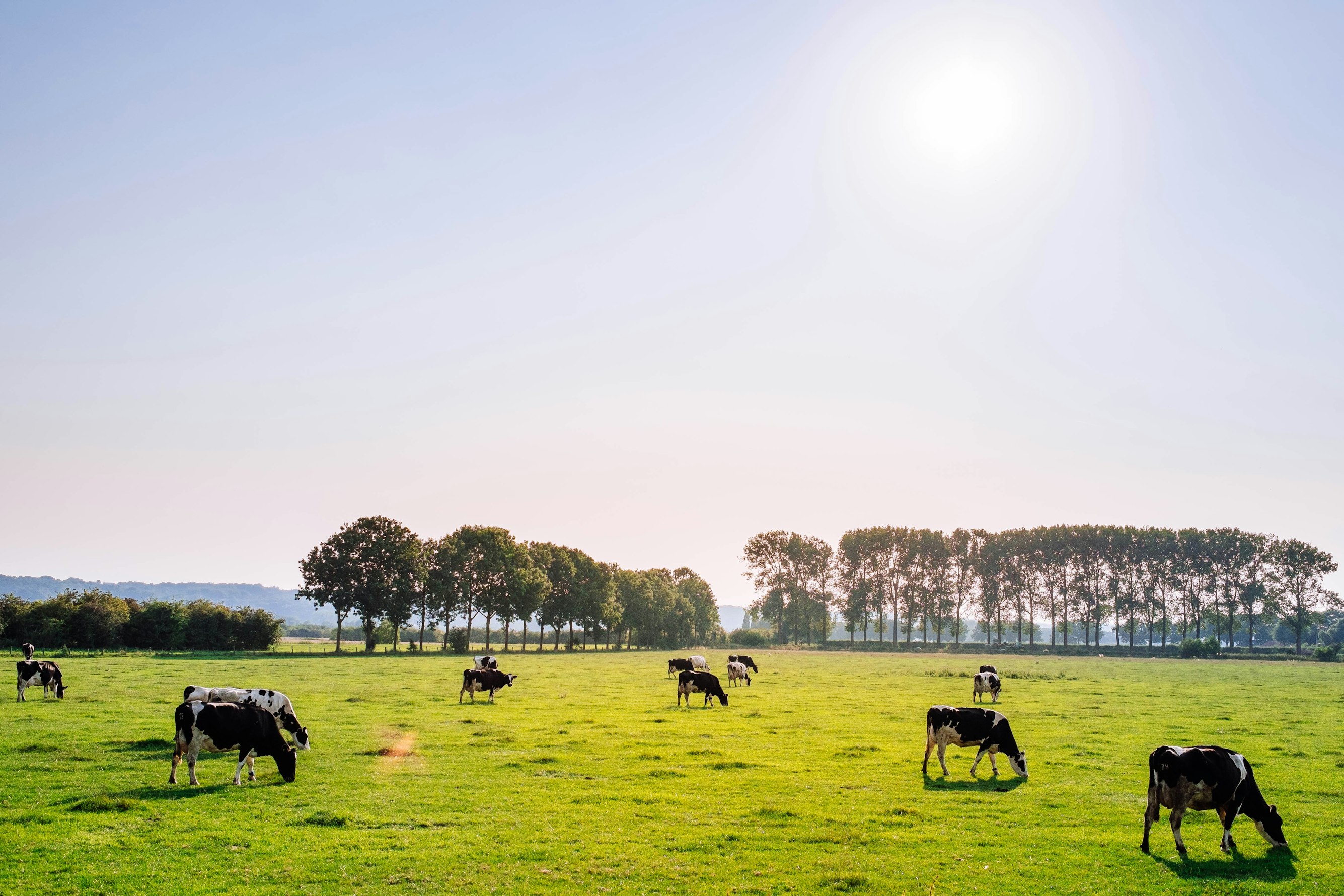 Herd of cows of a field