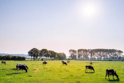 herd of dairy cattles on field cow zoom background