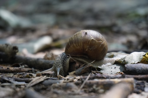 A close-up image of a snail crawling on a forest floor, surrounded by dry leaves and twigs. The snail's shell appears prominently, and its antennae are visible as it moves through the natural environment.