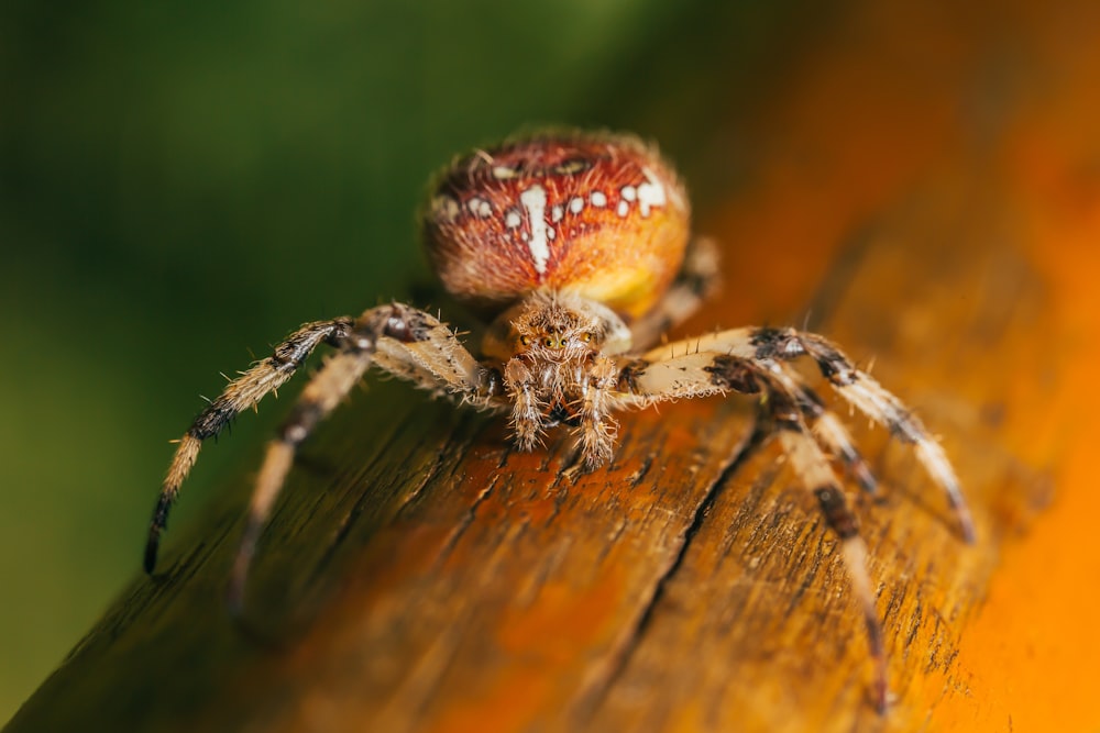 orangefarbene und braune Spinne