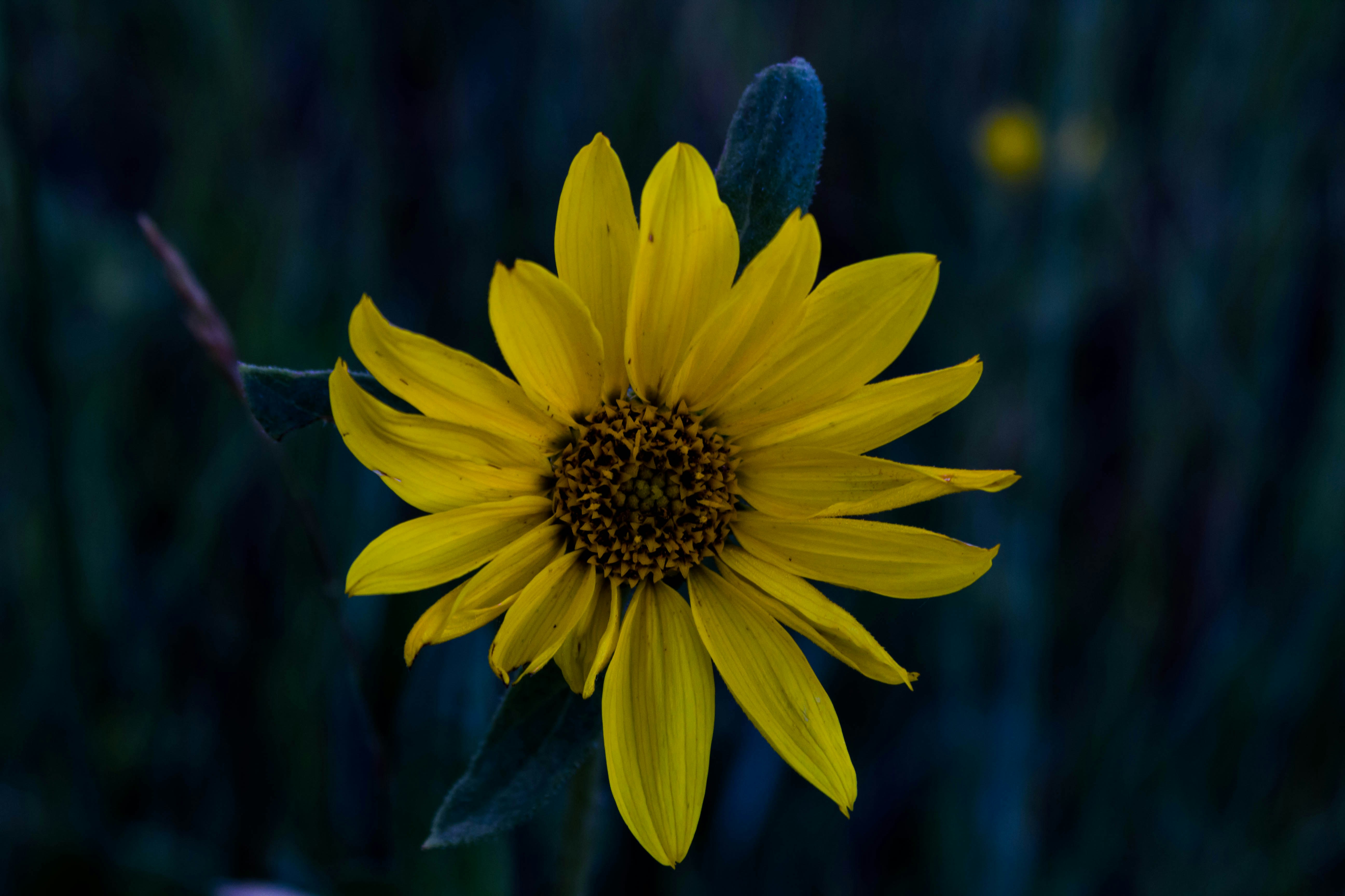 Free Unsplash photo from Joshua Wilson