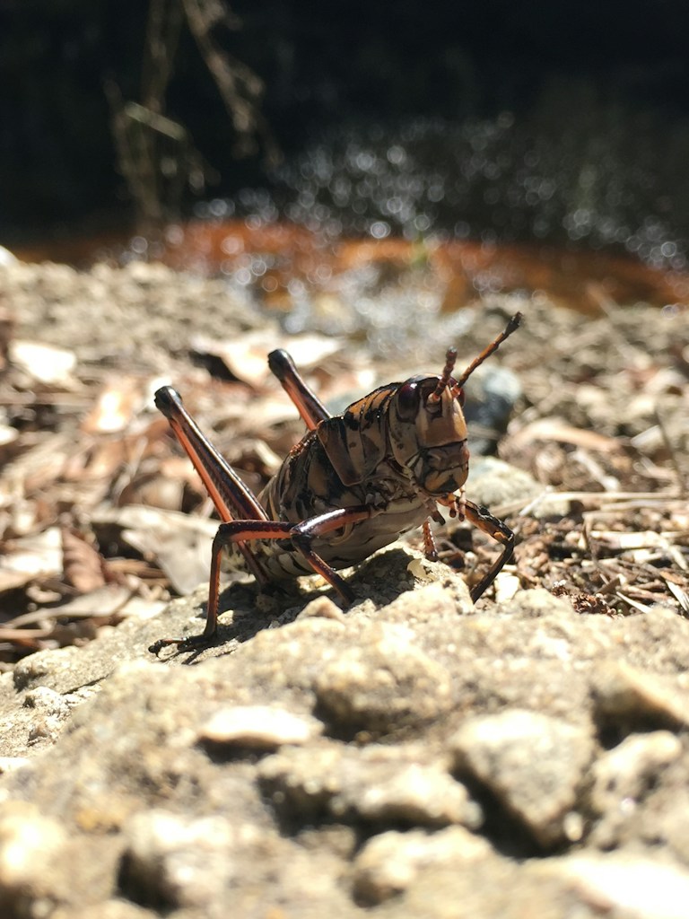 Baby Locusts