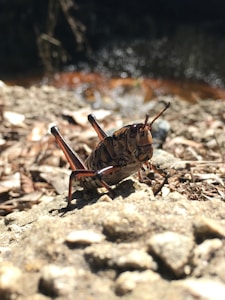 Baby Locusts