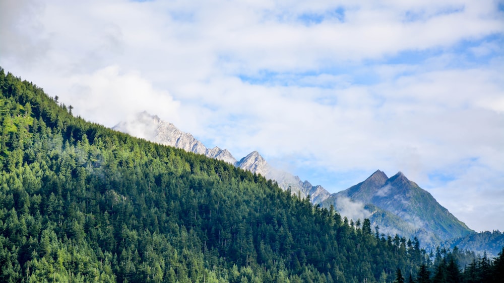 forest trees on side of a mountain under cloudy sky