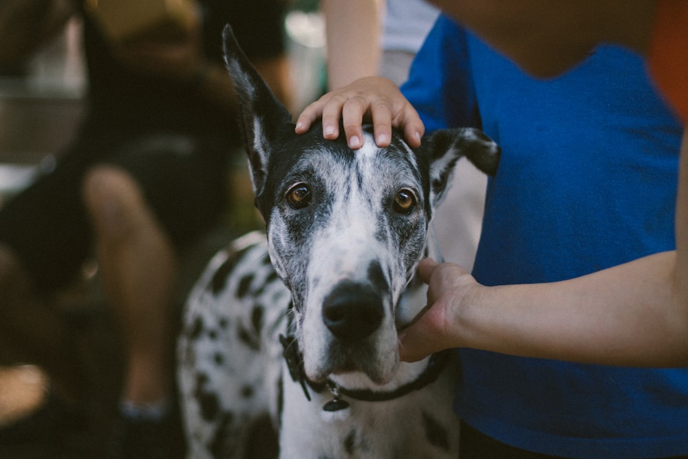 black and white dalmatian dog