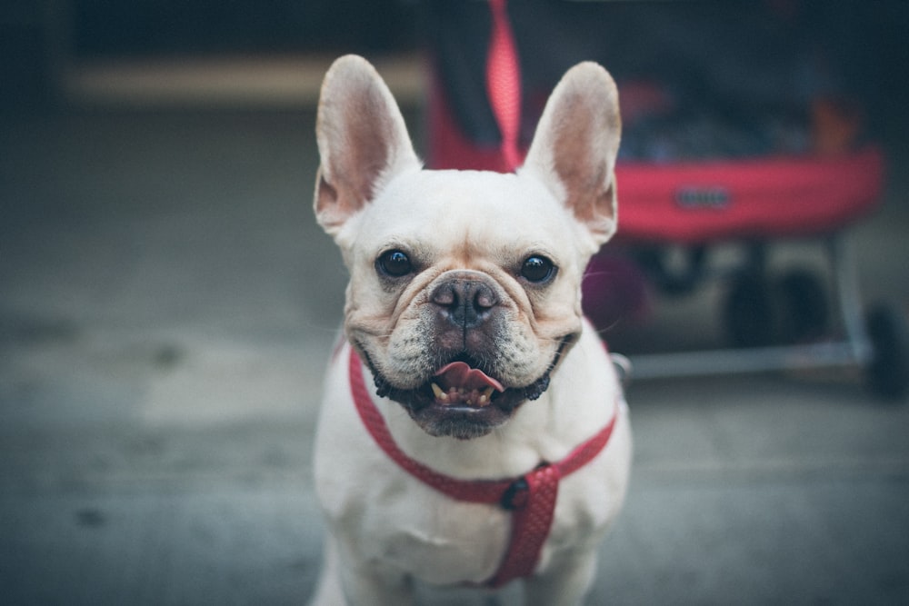 white and black french bulldog