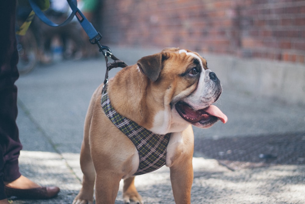 brown and white short coated dog with red and black leash