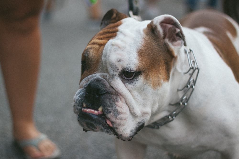 brown and white short coated dog