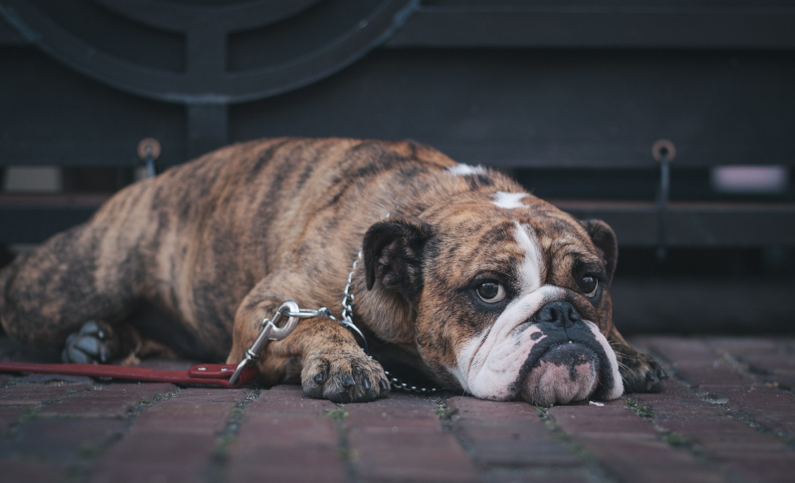 Canon EOS 500D (EOS Rebel T1i / EOS Kiss X3) + Canon EF 50mm F1.8 II sample photo. Brown pitbull photography