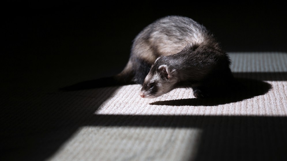 Ferrets