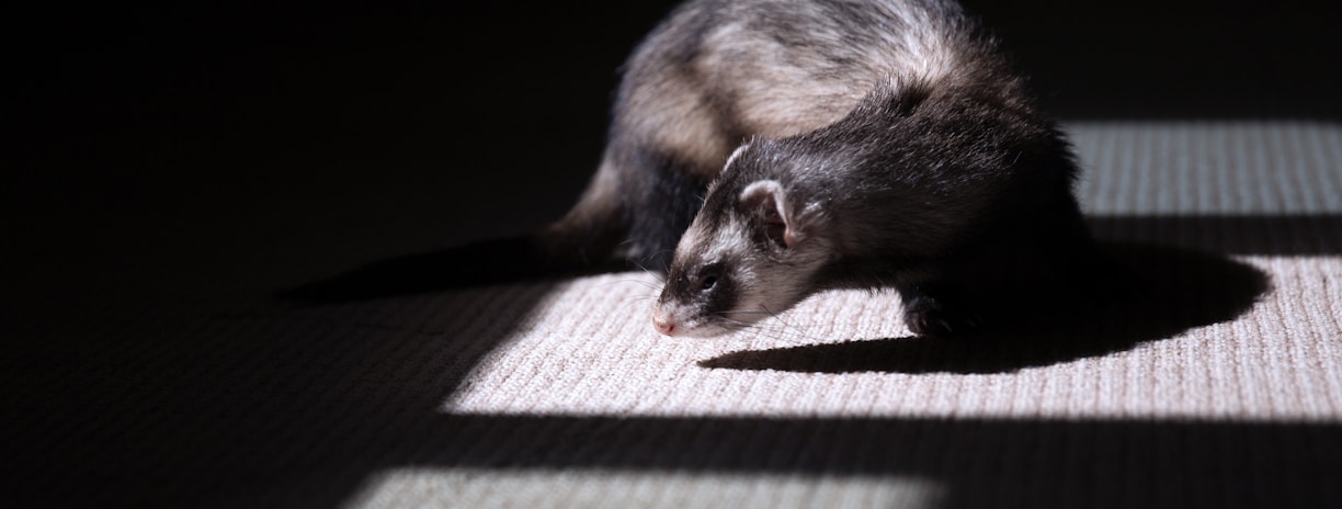 brown and black ferret