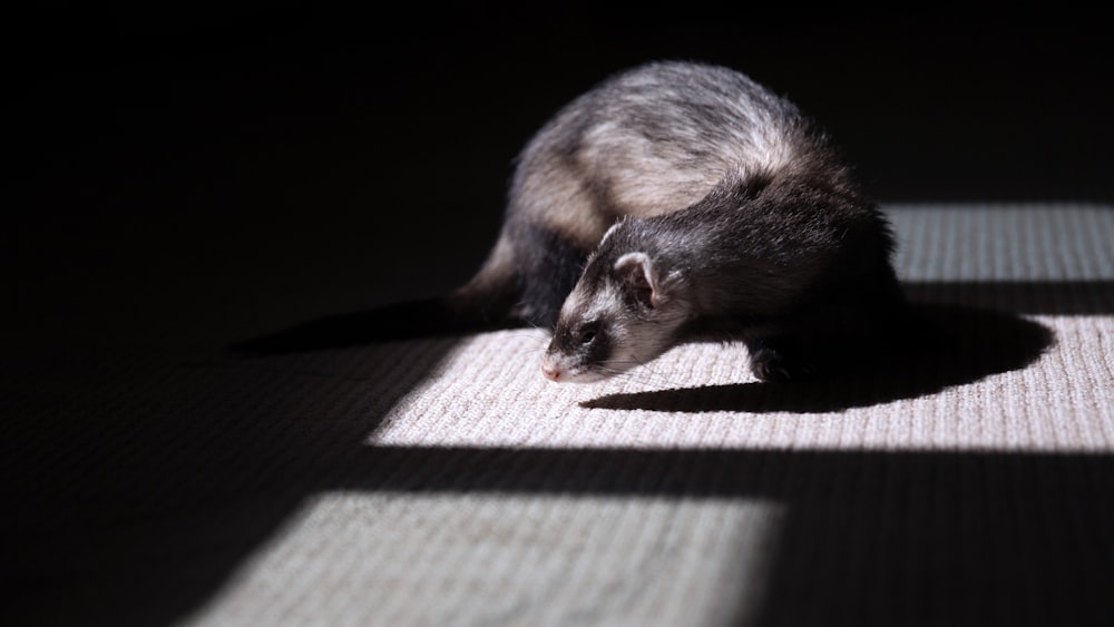 furetto marrone e nero