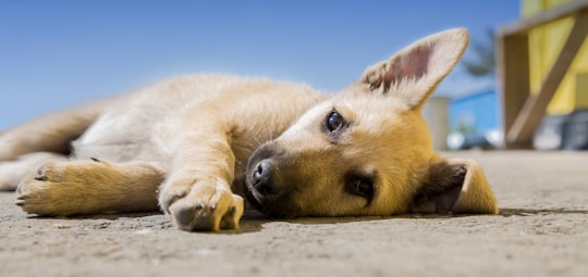 brown dog lying on pavement in Люберцы Russia