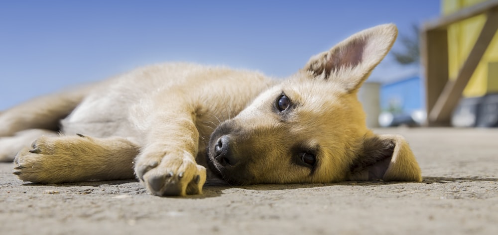 Cão marrom deitado na calçada