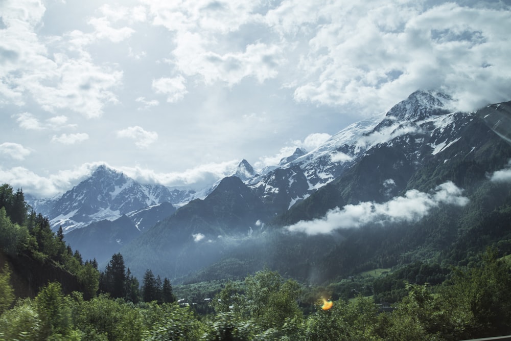 forest near mountain alps