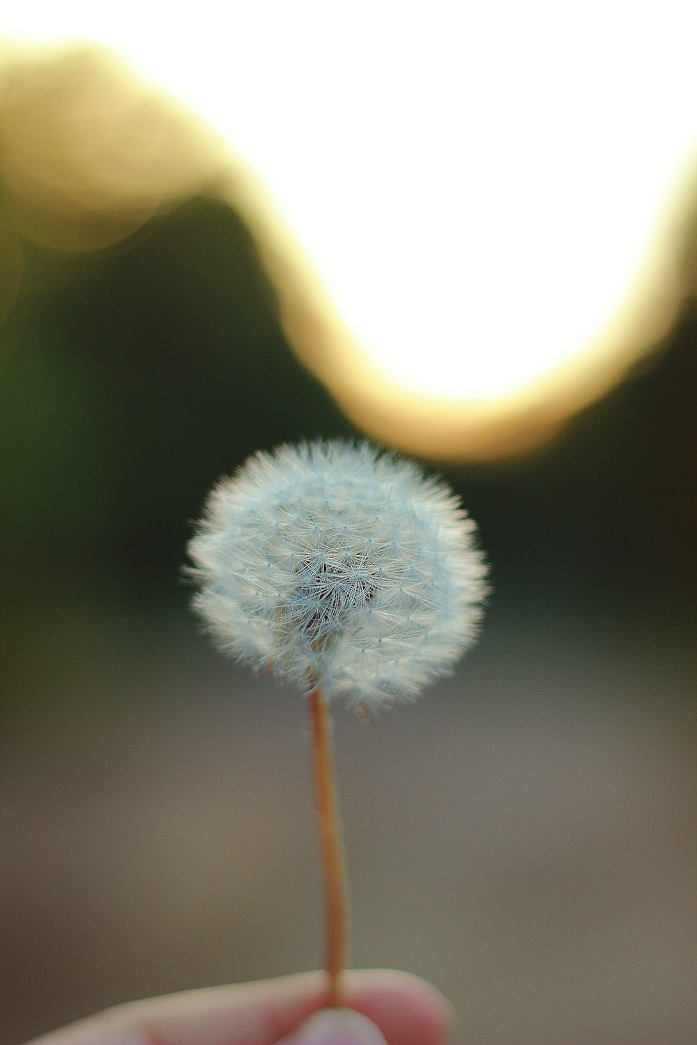 person holding dandelion flower