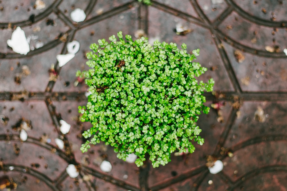 green plant on top of brown surface