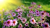 pink flowers during daytime with sun flare