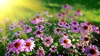 echinacea flowers, wellness workshops, floral workshops