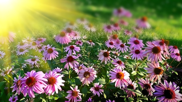 echinacea flowers, wellness workshops, floral workshops