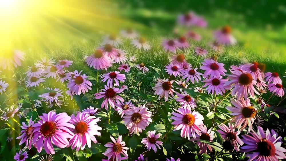 pink flowers during daytime