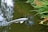 A serene pond with a white and speckled koi fish swimming peacefully. Vibrant green foliage and red flowers border the pond, with reflections of plants and sky visible on the water's surface.