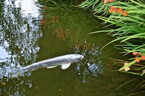 Mixed Fish Stock