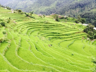 Vibrant terraced rice fields cascading down the mountainsides of Sapa with local ethnic villagers nearby.