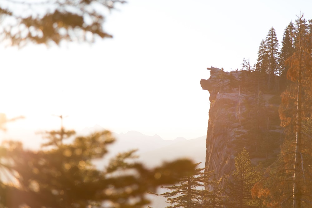 trees near edge of cliffs