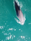 A dolphin swimming gracefully through vibrant turquoise water with sunlight reflecting off the surface.