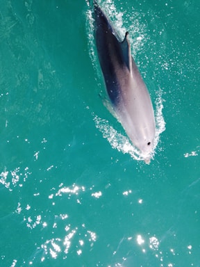A friendly dolphin swimming near colorful coral reefs, symbolizing warmth and care.