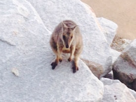 A small marsupial, possibly a quokka, is sitting on a rocky surface, appearing to be perched comfortably amongst the light-colored stones.
