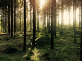 green pine trees