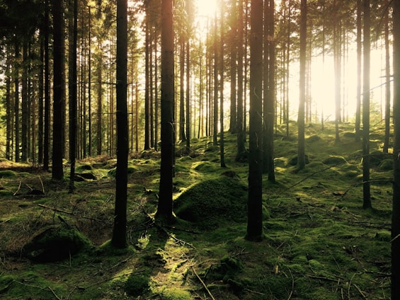 wood of green pine trees and a lot of moss during the golden hour