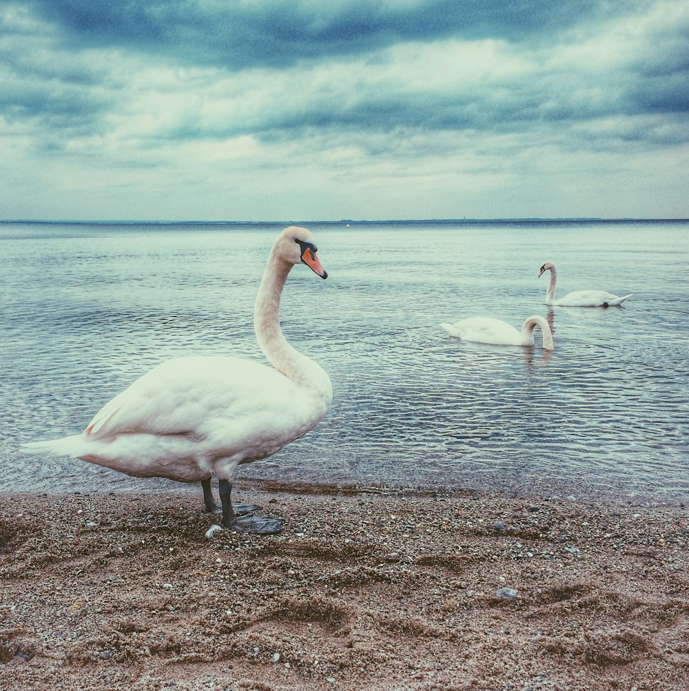 Três cisnes brancos perto da costa