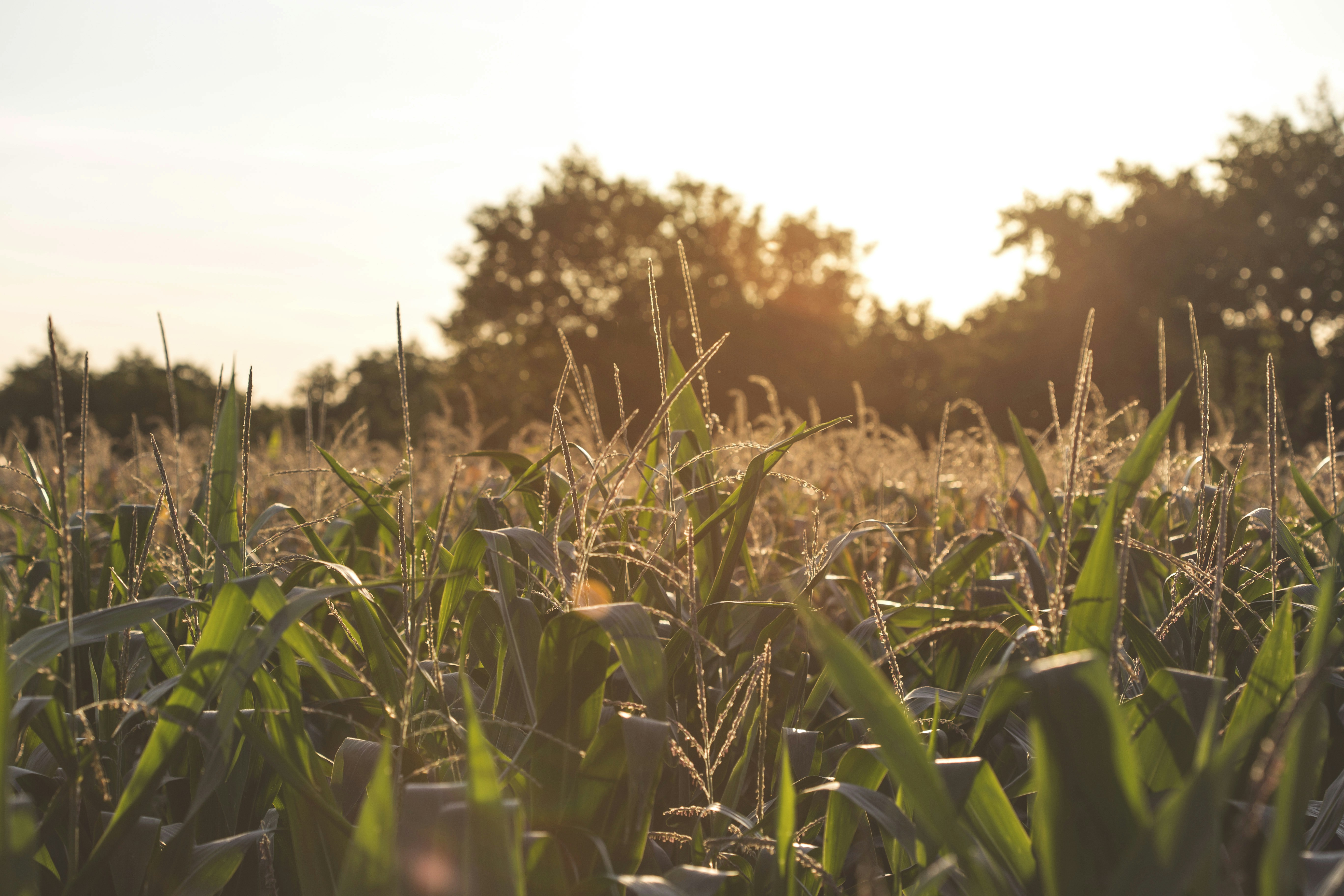Production of corn fodder by hydroponics method