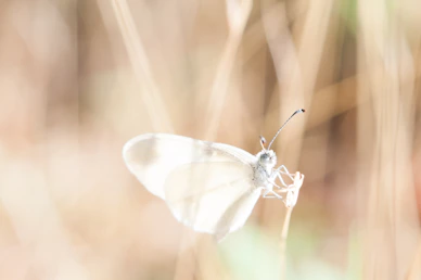white butterfly on brown grass