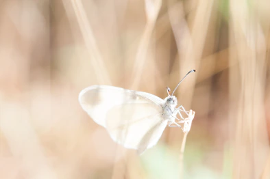 white butterfly on brown grass
