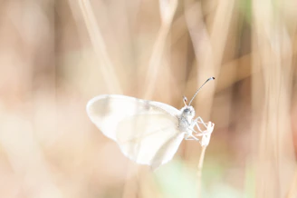 white butterfly on brown grass