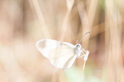 white butterfly on brown grass