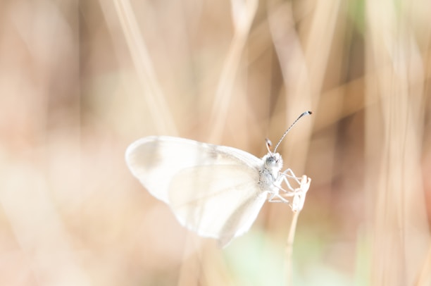 white butterfly on brown grass