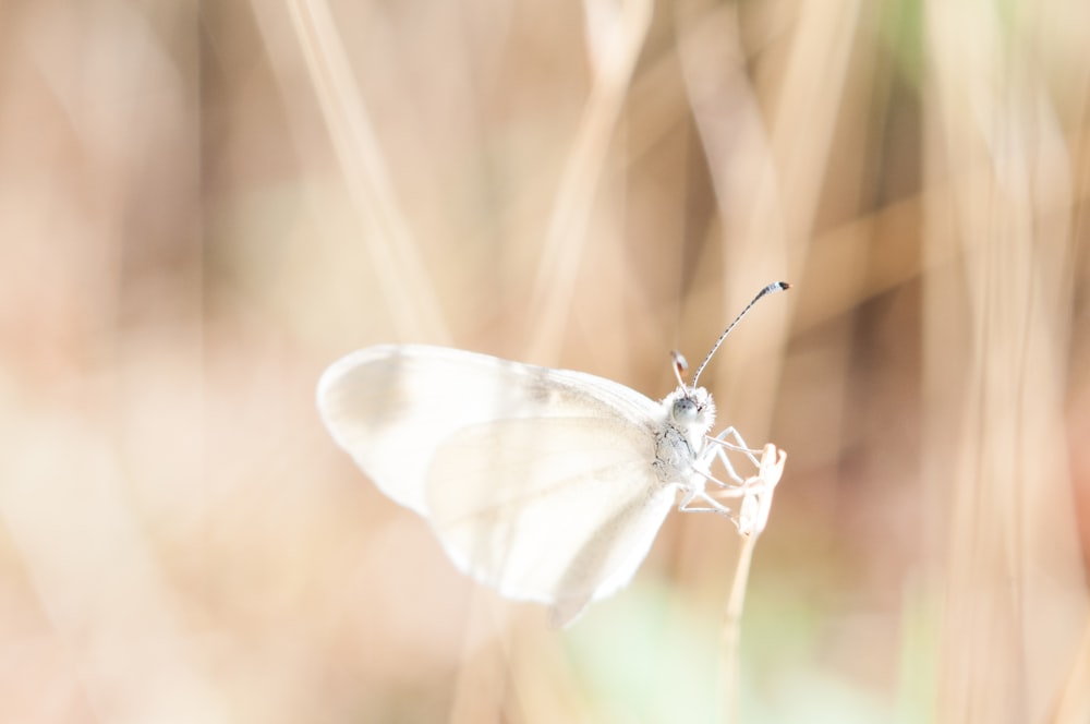 weißer Schmetterling auf braunem Gras